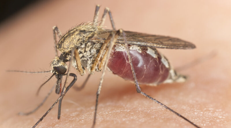 Gentechnik gegen den Zika-Virus: Wie manipulierte Mücken die Gefahr eindämmen sollen